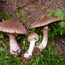 cultivated mushrooms – champignon cultivated mushrooms – champignon
